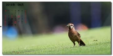 好鸟日视频在线观看,在线观看,感受自然之美 第2张 好鸟日视频在线观看,在线观看,感受自然之美 第2张