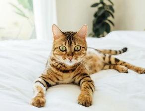 色猫吃瓜网站免费推荐,色猫吃瓜网站免费推荐，带你畅游娱乐新天地  第2张